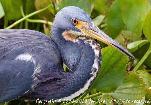 Orlando Wetlands Park