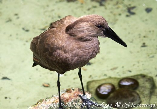 Disney's Animal Kingdom