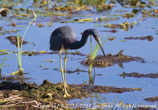 Orlando Wetlands Park